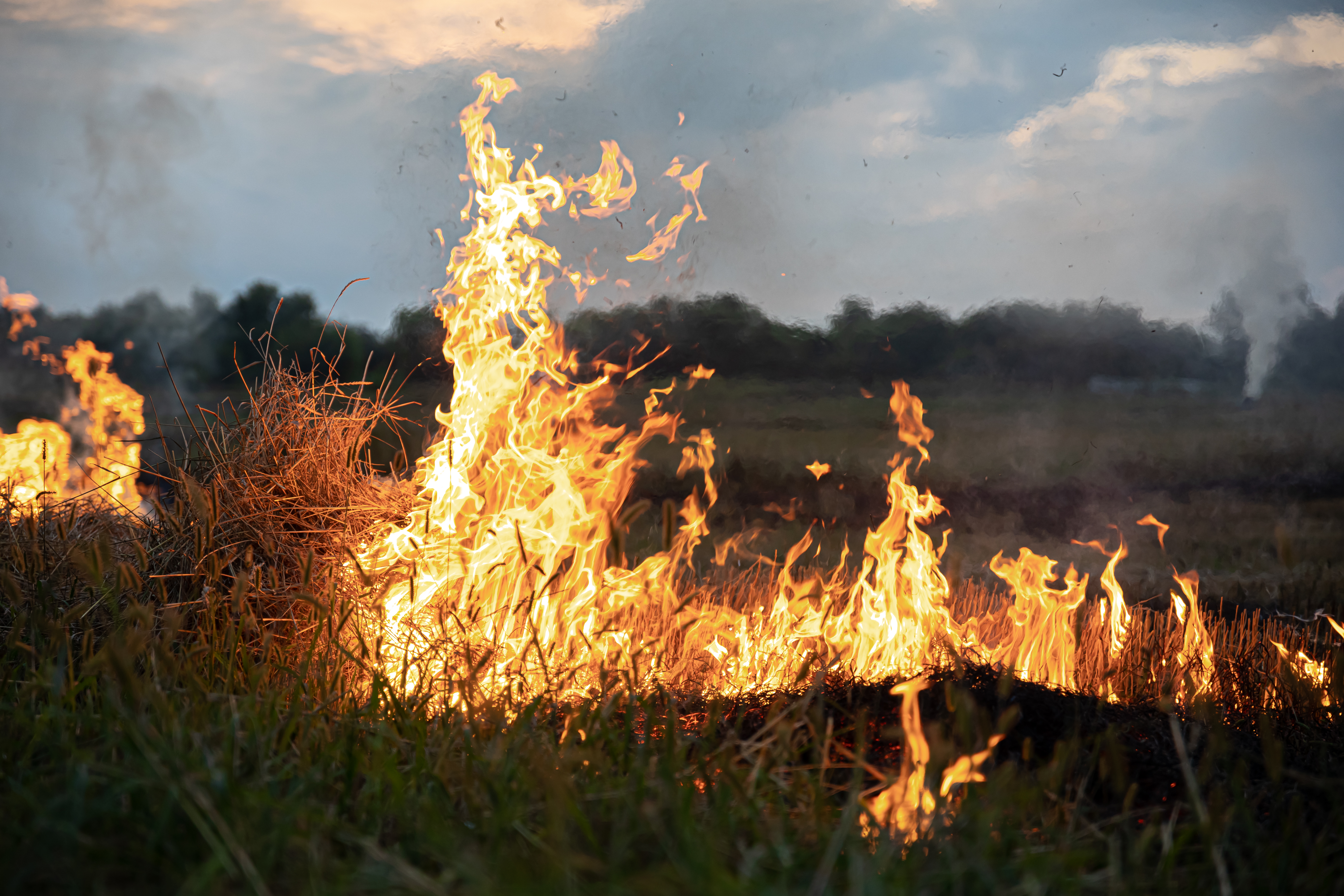 fire steppe grass is burning destroying everything its path